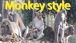 THE MONKEY FAMILY IN CAMBODIA | SIEM REAP ANGKOR MONKEY