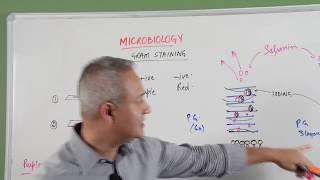 Gram Staining