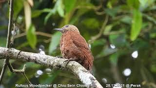 Rufous Woodpecker @ Chiu Sein Chiong 2544