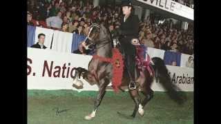 IXL Noble Express ~ National Champion Park Horse & a Leading Performance Sire