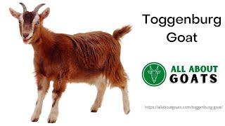 Toggenburg Goat