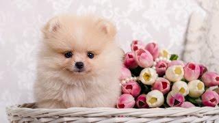 Pomeranian Spitz Price