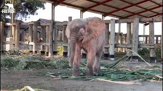 Throwback to Baby Elephant Khanyisa's Cutest Moments 