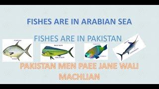 Fishes In Arabian Sea | Fishes In Pakistan | Fish Species | Karachi Fish