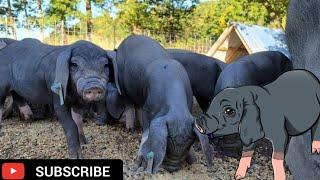 Meishan Pig: The Prolific homestead pig you should own!!!!