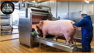 Shocking ! From Process To Packaging – How Us Pig Plants Use Modern Tech | Processing Factory #pig