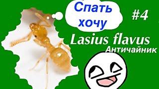 Lasius flavus Античайник #4 поднятие колонии, зимовка флавусов