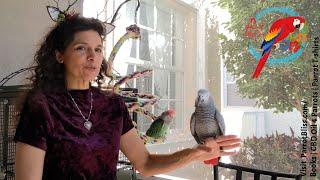 3 Things You Must Know Before Getting An #AfricanGrey #Parrot