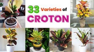 33 CROTON Plant Species |  Croton Plant Varieties with names | Swaroopa Diaries