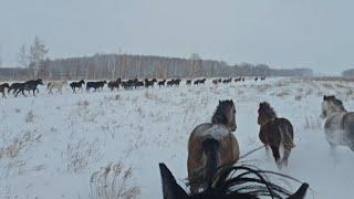 Тёплый декабрь. Как назвали новых Жеребят. Дуська, Мустанг, Малышка. Погоня за чужин табуном.