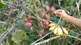 menemukan seekor hewan unik ketika saya berjelajah ke hutan