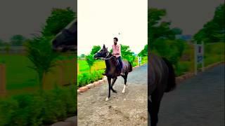 Yaari  Horse Riding video  Horse video #shortvideo #horse #shorts #short #coolvideo #ytshorts