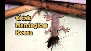 Cicak Menangkap Kecoa - Cicak di Dinding Menangkap Mangsa