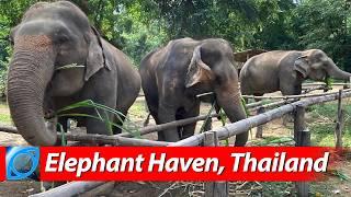 Unforgettable Adventure at Elephant Haven  Thailand