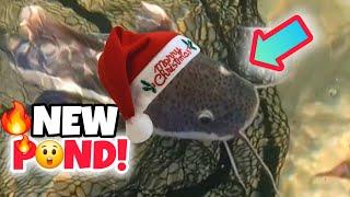 Holiday Shopping Spree for MONSTERFISH + DIY Backyard POND BUILD & Fish Transfer! #merrychristmas