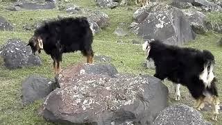 KÜLTEPE' DEN AĞRI DAĞI TIRMANIŞI