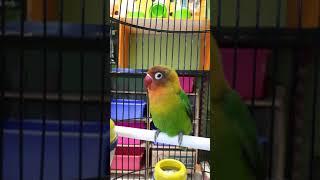 MASTERAN BURUNG LOVEBIRD KONSLET