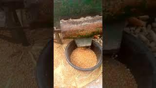 how to shell maize.