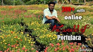 300 Variety Portulaca | Portulaca Plants online | പത്തുമണി തോട്ടം | Home Gardening Ideas | Samskara