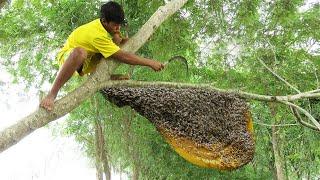 Harvesting Wild Honey Bees In Flooding Forest