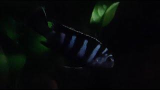 Demasoni in the dark 黑暗中的特藍斑馬