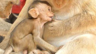 HUNGRY BRANDI BABY MONKEY MOTHER WEANING MILK FEEDING | MONKEY TECHNIQUE