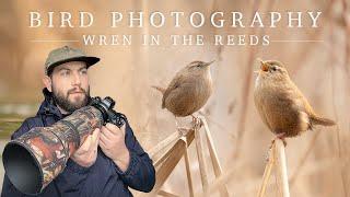 Bird Photography - Wren in the Reeds (Nikon z6ii - Sigma 150-600mm C)