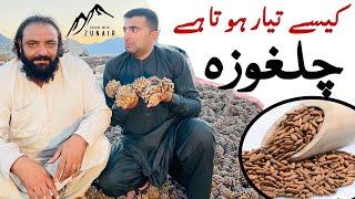 چلغوزہ کہاں پیدا ہوتا ہے | Zunair Kamboh | Pine-Nuts | Travel With Zunair