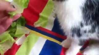 Small Pet Junkie's 5K Giveaway
