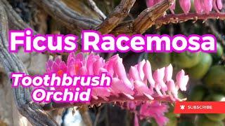 Ficus Racemosa flowers or Toothbrush Orchid