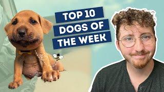 He Ate a Bee | Top 10 Dogs of the Week!