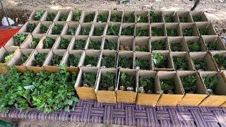 guldavari / shevanti / chrysanthemum sapling to sale bulk and retail price