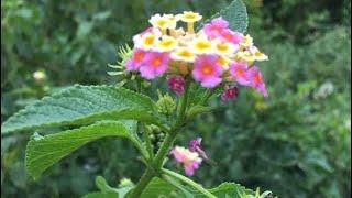 How to prepare Lantana camara for your kids to be first inclass