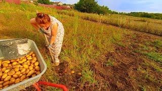 Копаем КАРТОШКУ. УРОЖАЙ СУПЕР! Вынесли КОМНАТНЫЕ ЦВЕТЫ НА УЛИЦУ. НАША СЕЛЬСКАЯ ЖИЗНЬ.