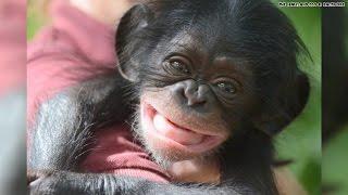 Baby chimp to get surrogate mom