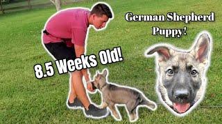 German Shepherd Puppy Training only 8.5 Weeks Old