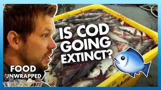 The extinction of cod fish! 