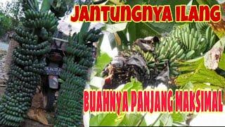 PISANG KEPOK TANJUNG,TERNYATA JANTUNGNYA HABIS !!!