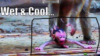 The new mother wasr-e-jected hug & left newborn baby monkey with wet body on a cement after rain