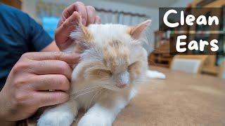 Cara Membersihkan Telinga Kucing di Rumah (Tutorial 6 Langkah) | Kepala Pelayan Kucing