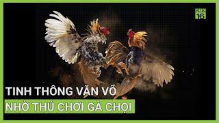 Tinh thông văn võ nhờ thú chơi gà chọi | VTC16