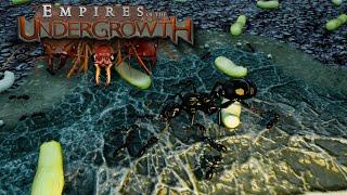 ИГРАЕМ ЗА САМЫХ МАЛЕНЬКИХ  МУРАВЬЯ В Empires of the Undergrowth!!!