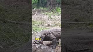 Savage Predators: Komodo Dragons Hunting Wild Boars Ruthlessly in the Jungle #animals #youtubeshorts