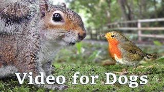 Videos for Dogs to Watch Extravaganza : Dog Watch TV - 8 Hours of Birds and Squirrel Fun for Dogs 