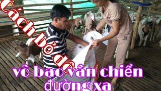 cách vẩn chiển dê có bầu đi xa -ù sáng nuôi dê