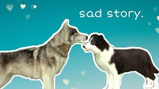 The Wolf and the Dog | sad story ~ Dog Sim Online