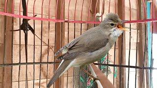 Suara burung kerak basi alis putih / CIGROK jantan GACOR isian sikatan londo