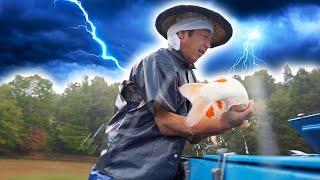 Nogami Koi Harvest! Thunderstorm at the Mud Pond ️