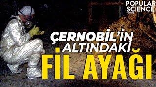 Çernobil'in Altındaki Fil Ayağı | Popular Science Türkiye