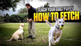 Teach Your Dog to FETCH - The RETRIEVE COMMAND - phase 1 - Dog Training Video